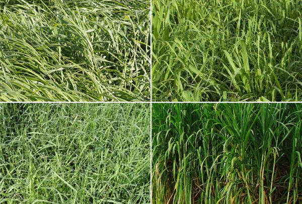 8 dicas para escolher a forrageira certa e formar boas pastagens